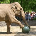 Bild für Kategorie Слоны