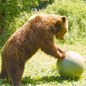 Bild für Kategorie Медведи